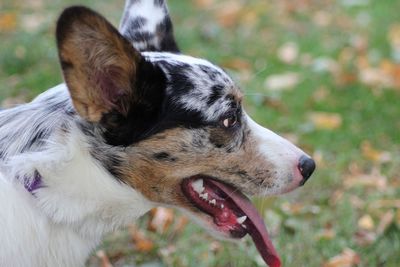 Pembroke welsh corgi 