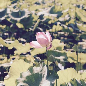 Close-up of pink lotus water lily