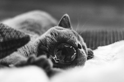 Close-up of a cat resting