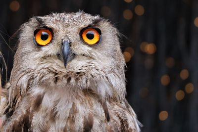 Close-up portrait of owl