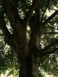 Low angle view of tree in forest