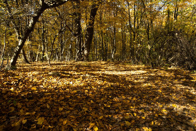 Sunlight falling on autumn leaves in forest