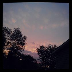 Low angle view of trees against sky