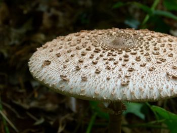 Close-up of fungus growing on tree trunk