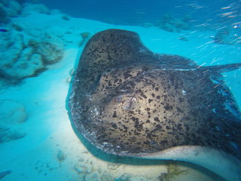 Close-up of fish swimming in sea