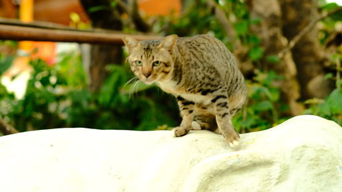 Close-up of a cat looking away