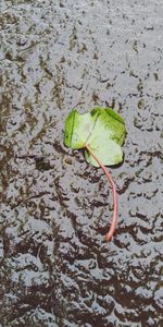 High angle view of leaf floating on beach