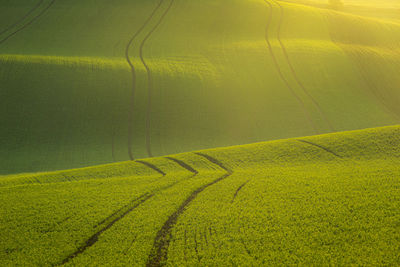 Scenic view of agricultural field