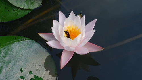 Close-up of lotus water lily in pond