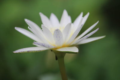 Close-up of white flowering plant