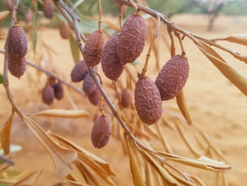 Close-up of dried fruits on tree