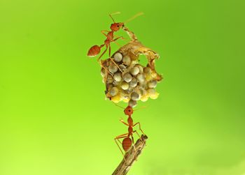 Close-up of insect on leaf