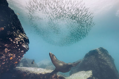 Fish swimming in sea