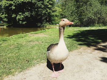 Duck on field by lake