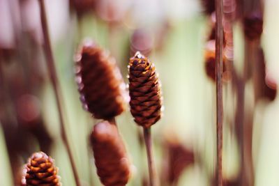 Close-up of pine cone