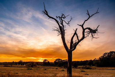 Silhouette bare tree on field against sky during sunset