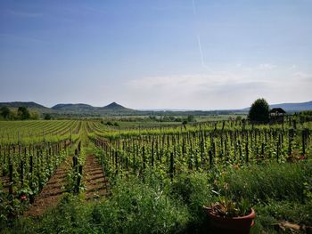 Scenic view of vineyard against sky