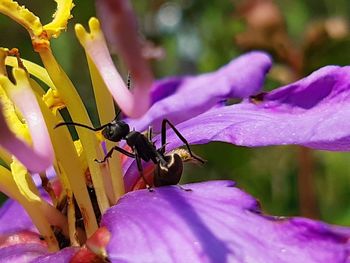 Close-up of insect on pink flower