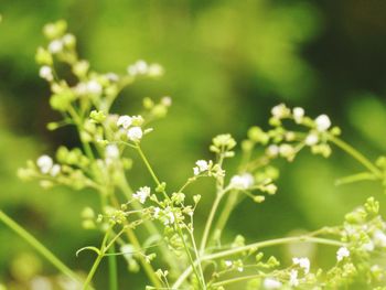 Close-up of flowering plants against blurred background