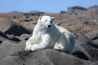 Summer lazy polar bear lounging on the rocks
