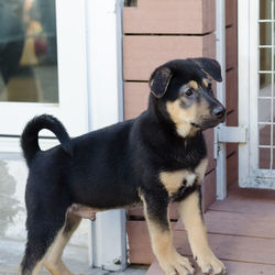 Close-up of dog