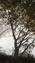 Low angle view of tree against sky