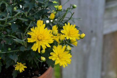 Close-up of yellow flowering plant