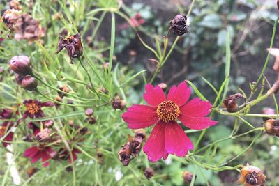 Close-up of pink flowering plants