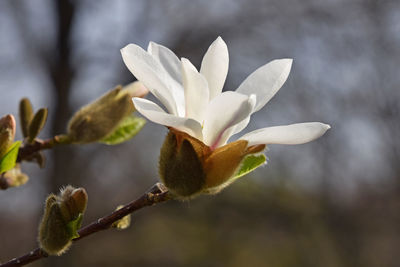 Close-up of white flowers