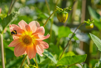 Close-up of insect on flower