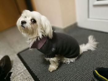 Portrait of a dog at home