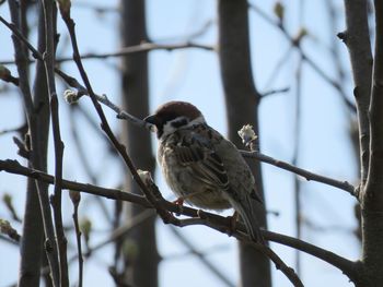 Low angle view of bird perching on tree