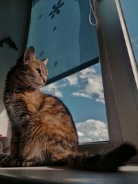 Cat looking away while sitting on window