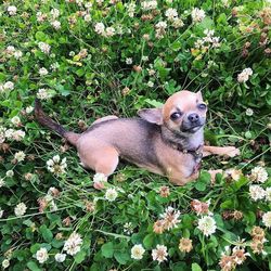 High angle portrait of dog on grass