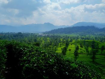 Scenic view of agricultural field against sky