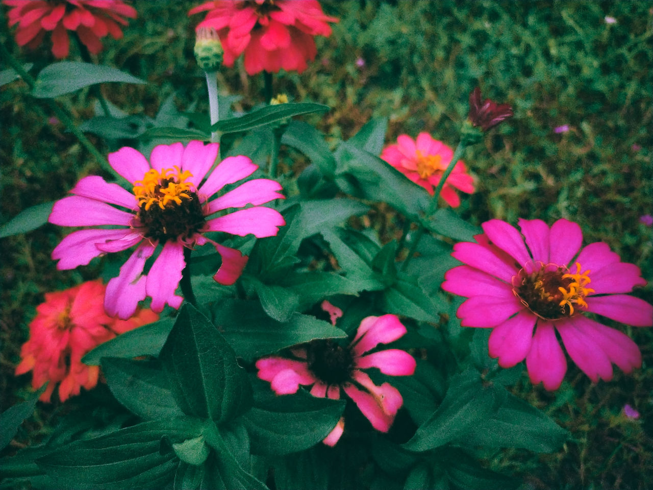 HIGH ANGLE VIEW OF PINK FLOWER