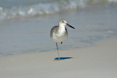 Seagull perching on a beach