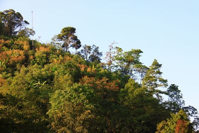 Low angle view of trees against clear sky