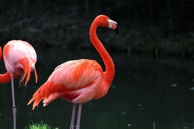 Flamingos in a lake