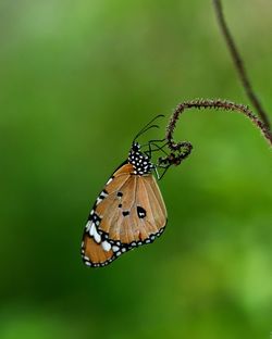 Butterfly on flower