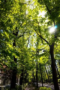 Trees in sunlight