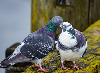 Close-up of bird