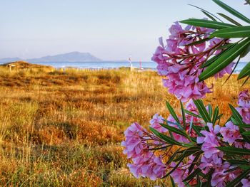 Close-up of pink flowering plant on field