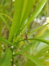 Close-up of insect on plant