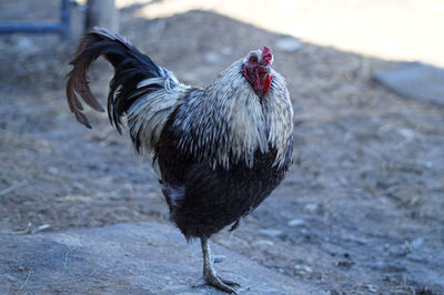 Close-up of a rooster