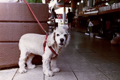 Portrait of dog standing on sidewalk