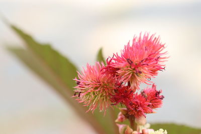 Close-up of pink flowering plant