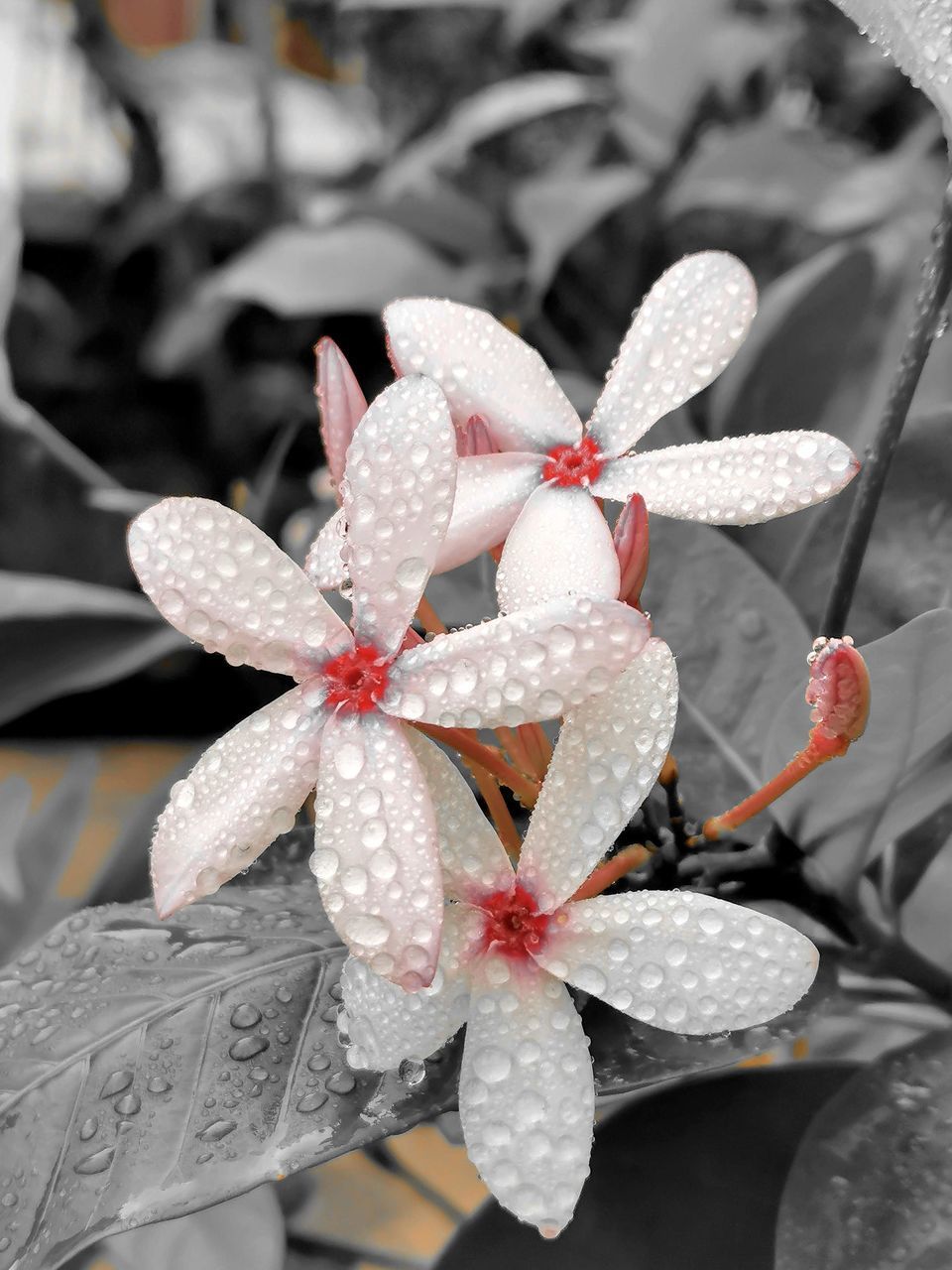 CLOSE-UP OF WET PLANT