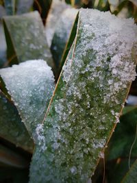 Close-up of snow on leaf during winter