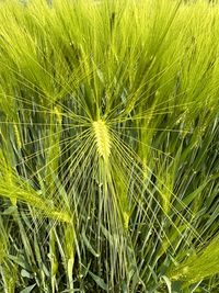 Green wheat 